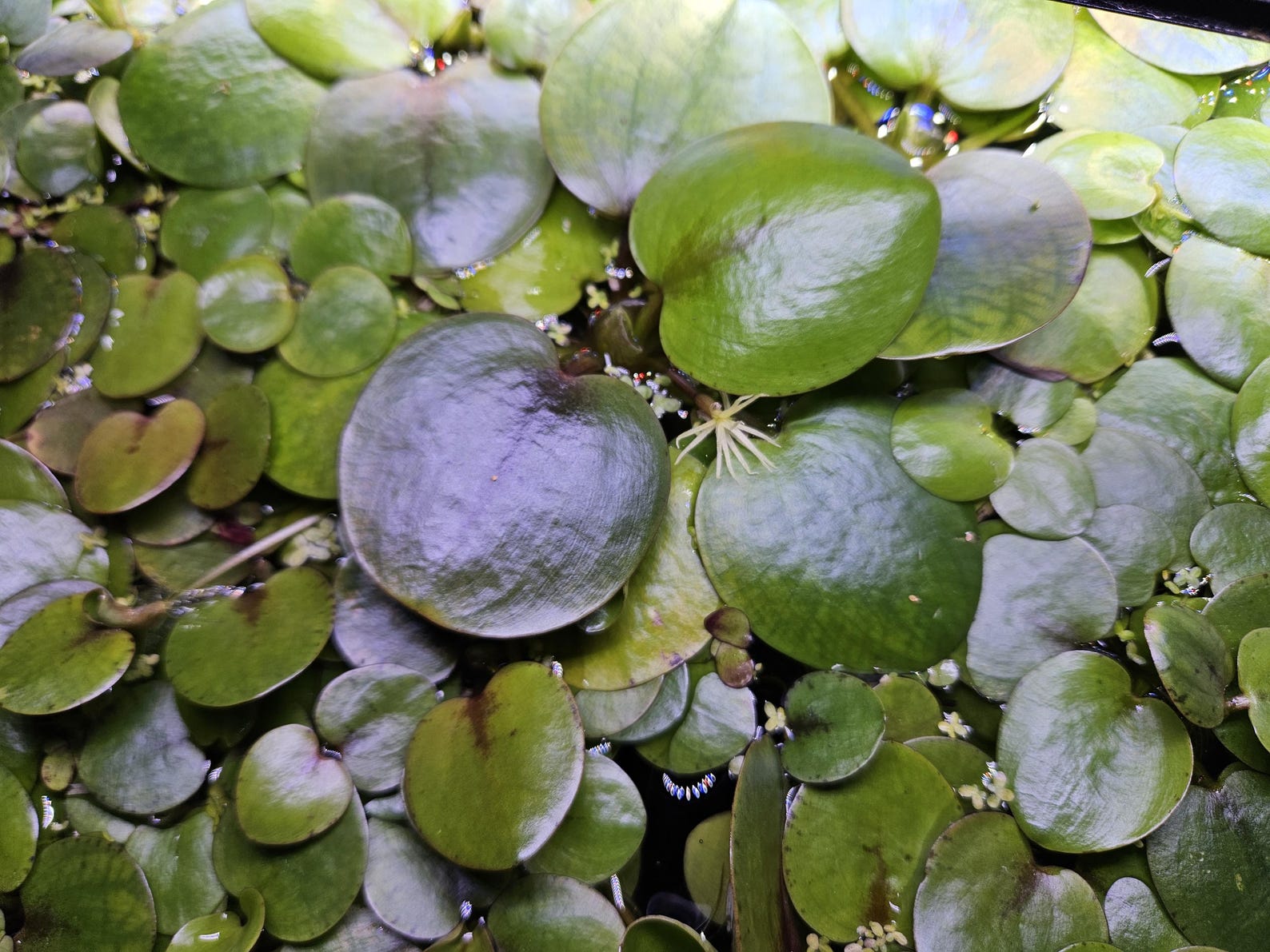 Amazon Frogbit - Limnobium laevigatum 10+ plants
