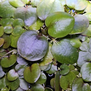 Amazon Frogbit - Limnobium laevigatum