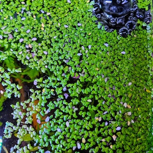 Lesser Duckweed Floating Plant (1 tablespoon worth)
