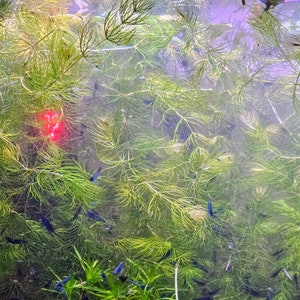 Hornwort/Coontail Aquarium Plant (Ceratophyllum Demersum)