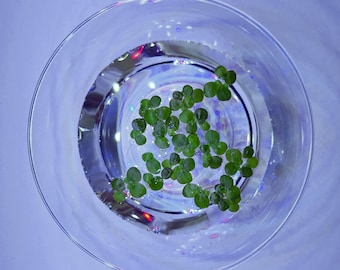 Giant Duckweed (Spirodela polyrhiza) Floating Aquarium Plant | Live Duckweed Fish Tank Plant | Fast Growing | Shrimp Safe