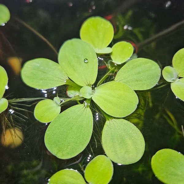 Dwarf Water Lettuce Rosettes - Live Aquatic Floating Plant