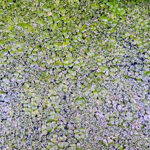 Mix of Giant Duckweed and Lesser Duckweed - Live Floating Aquarium Plant
