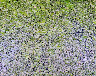 Mix of Giant Duckweed and Lesser Duckweed - Live Floating Aquarium Plant