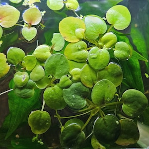 May include: Close-up of aquatic plants with round, green leaves floating on water. Some leaves have water droplets. The plants are a vibrant green color, with some leaves showing a yellowish hue. The image is well-lit, highlighting the texture and details of the leaves.