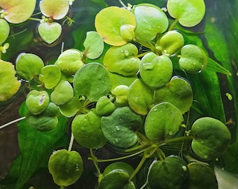 Amazon Frogbit Floating Aquarium Plant | Live Fish Tank Plant | Shrimp Safe | Limnobium laevigatum