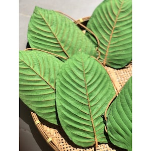 Handmade Rubber Leaf Wallet - Green Leaf with Ladybug Shaped Purse/Bag