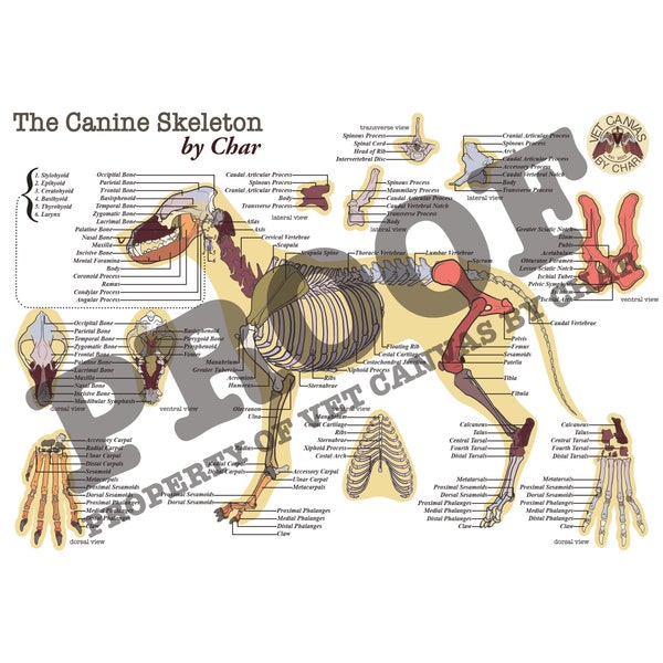 The Canine Skeleton | A3 Print | Labelled Veterinary Anatomy Diagram