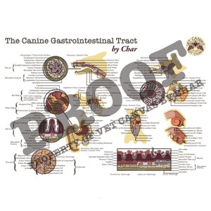 May include: A detailed anatomical illustration of the canine gastrointestinal tract, showing the digestive system from the mouth to the anus. The illustration includes labels for each organ and tissue, as well as a key to the different colors used. The title of the illustration is "The Canine Gastrointestinal Tract by Char".