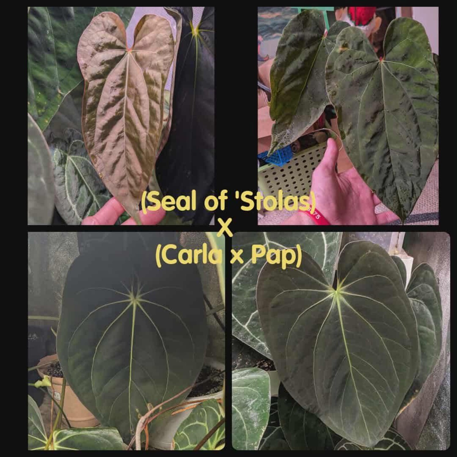 Stolas Hybrids 4 ('stolas Sigil') X (carla X Pap) Seedlings. Stolas Sigil is a Aussie ...