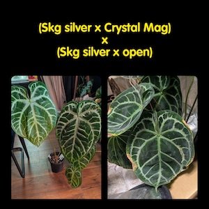 Anthurium Skg Silver - Etsy