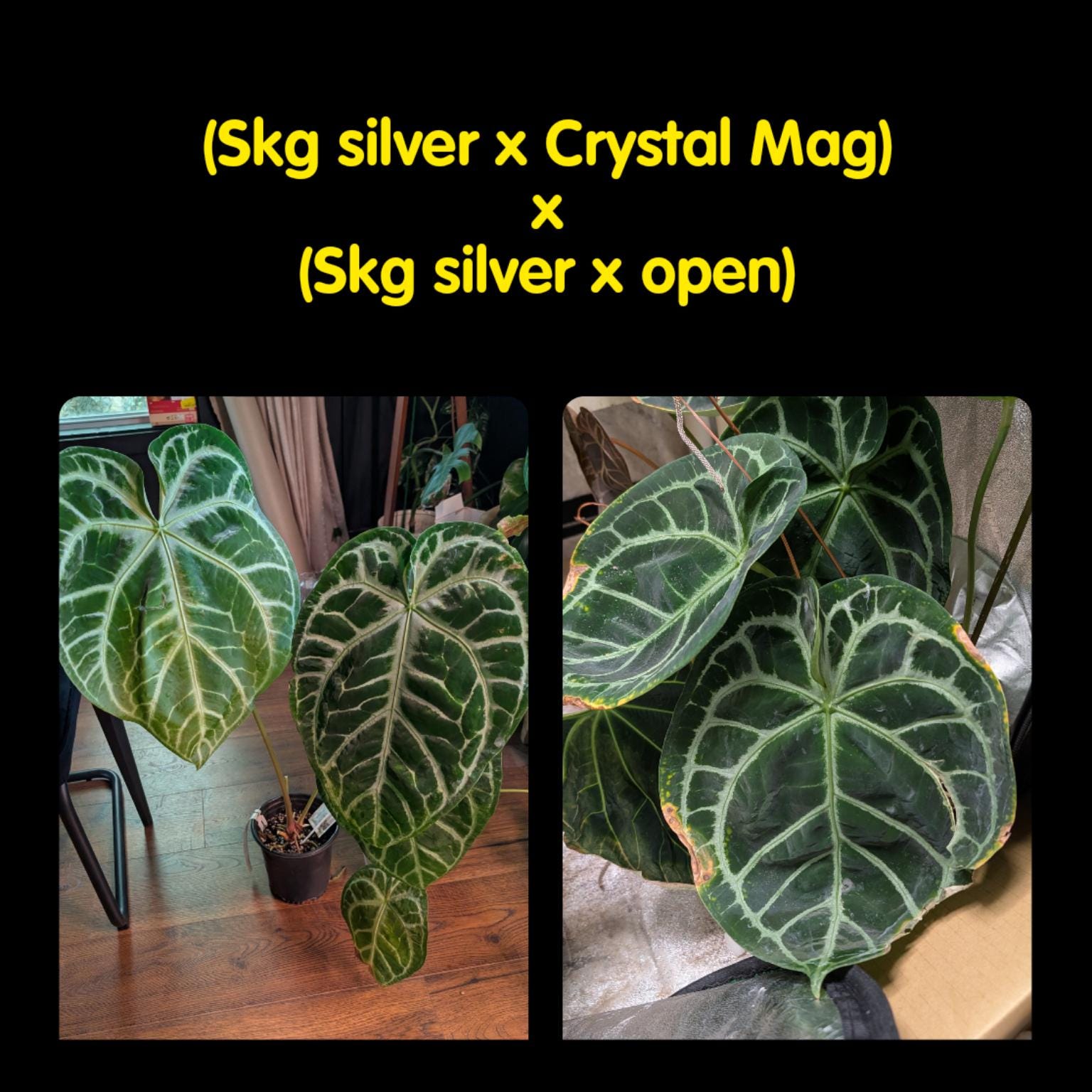 Anthurium Skg Silver - Etsy
