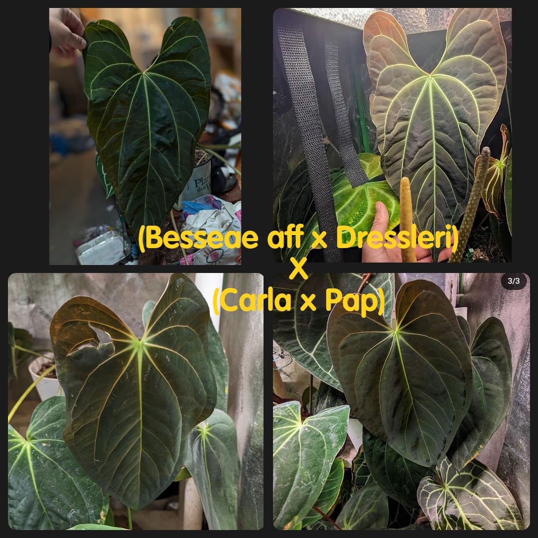 Anthurium Dark Mama x besseae aff • germinated seeds