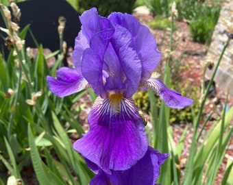 Tall Bearded Iris Rhizome