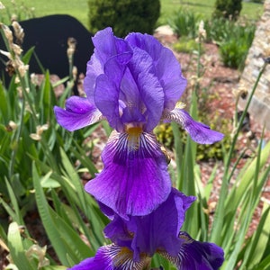Tall Bearded Iris Rhizome