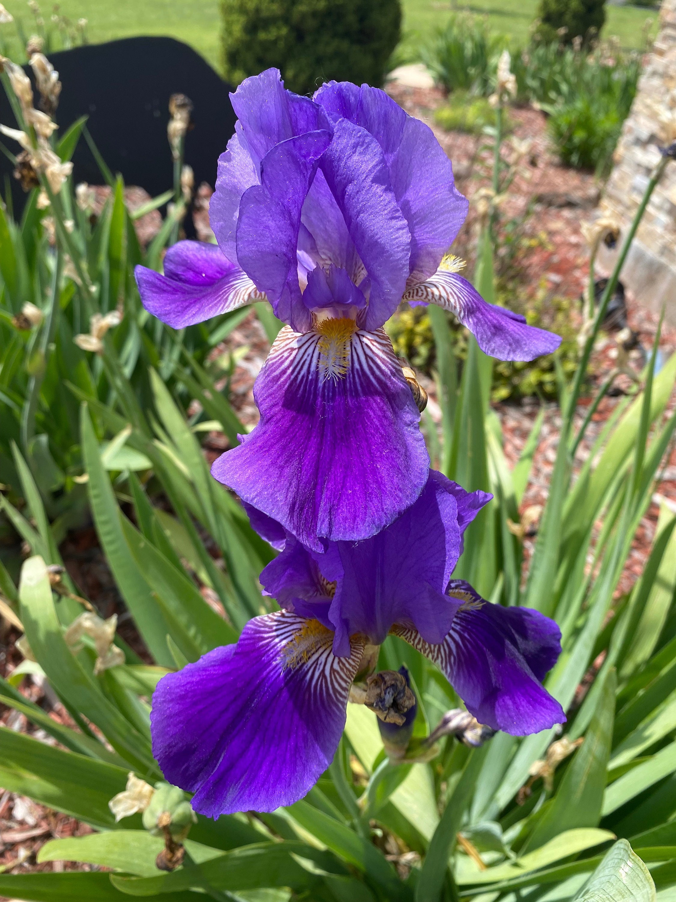 White iris flower deals