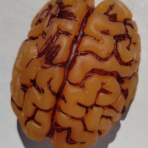 mini half brain