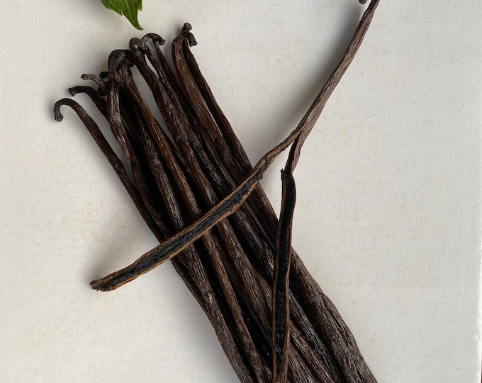 Large Madagascar VANILLA Bean Orchid POLE, Variegated Vanilla Bean