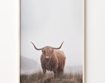 Scottish Highlander Cow Photo Print: Boho Wall Art