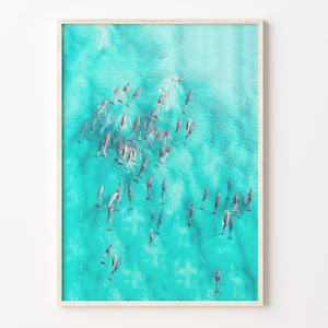 May include: An aerial view of a large pod of dolphins swimming in turquoise blue water. The dolphins are swimming in a loose formation, with some leaping out of the water.