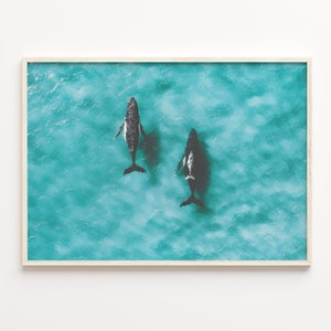 以下が含まれることがあります： ターコイズブルーの海を泳ぐ白黒のクジラ2頭。クジラは同じ方向に泳いでおり、大きなクジラが先頭を泳いでいる。