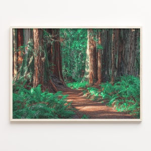 Redwood National Park Colorful Poster Print, Redwood National Park Photo Art, Wall Decor, Travel Print, City Map, Street Map Poster, C18-338
