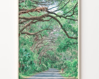 Gainesville Florida Photo Print: Tree Canopy Road Wall Art