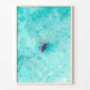 Könnte beinhalten: Eine Luftaufnahme einer Meeresschildkröte, die in türkisblauem Wasser schwimmt. Die Schildkröte blickt in die Kamera und ihr Panzer ist sichtbar.