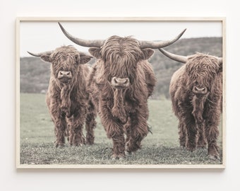 Scottish Highlander Cattle Print: Colorful Highland Cow Photo Art