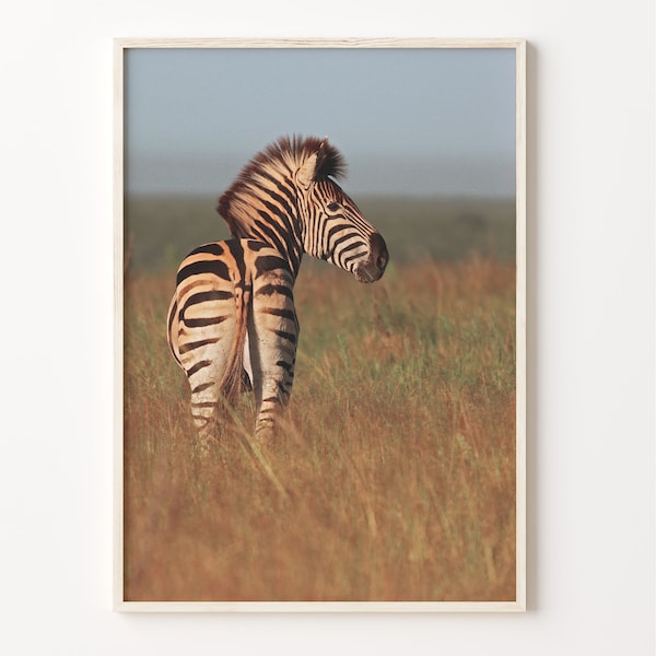 Zebra Colorful Poster Print, Zebra Photo Wall Art, Wall Art Boho Decor, Photography Poster Print, Colorful Wall Art, C18-767