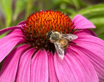 Bee On A Flower