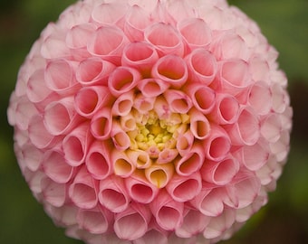 Beautiful pink and yellow dahlia