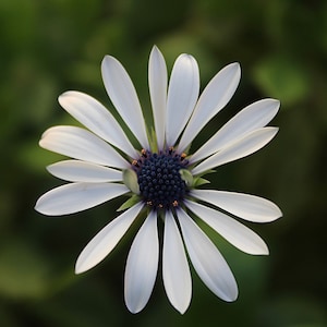 Beautiful white daisy up close