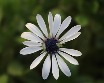 Beautiful white daisy up close