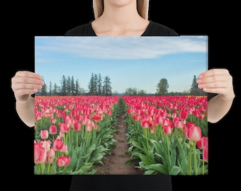 Pink Tulip Field Canvas