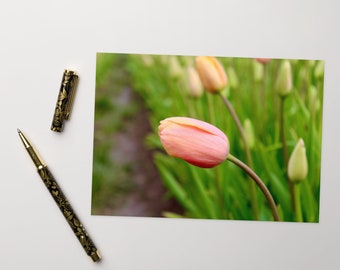 Pink Tulip Greeting card