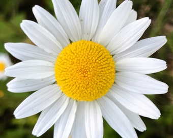 White Daisy