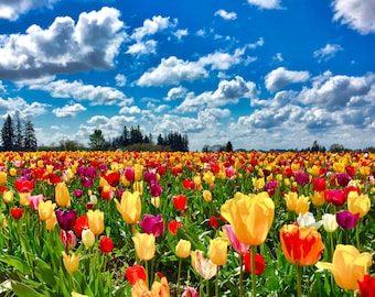 Colorful  tulip field beneath a blue Spring sky