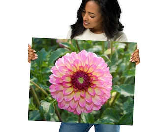 Pink Dahlia Metal prints