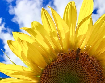 Bright sunflower with bee