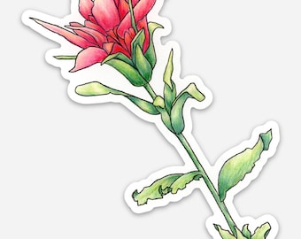 May include: A single pink and green wildflower with a long stem and multiple leaves. The flower has a unique shape with multiple layers of petals.