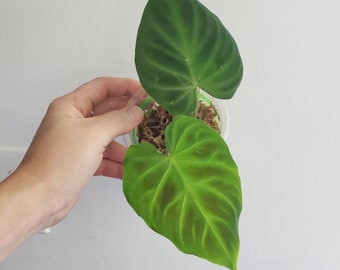 Philodendron Verrucosum tambillo /rooted - Etsy
