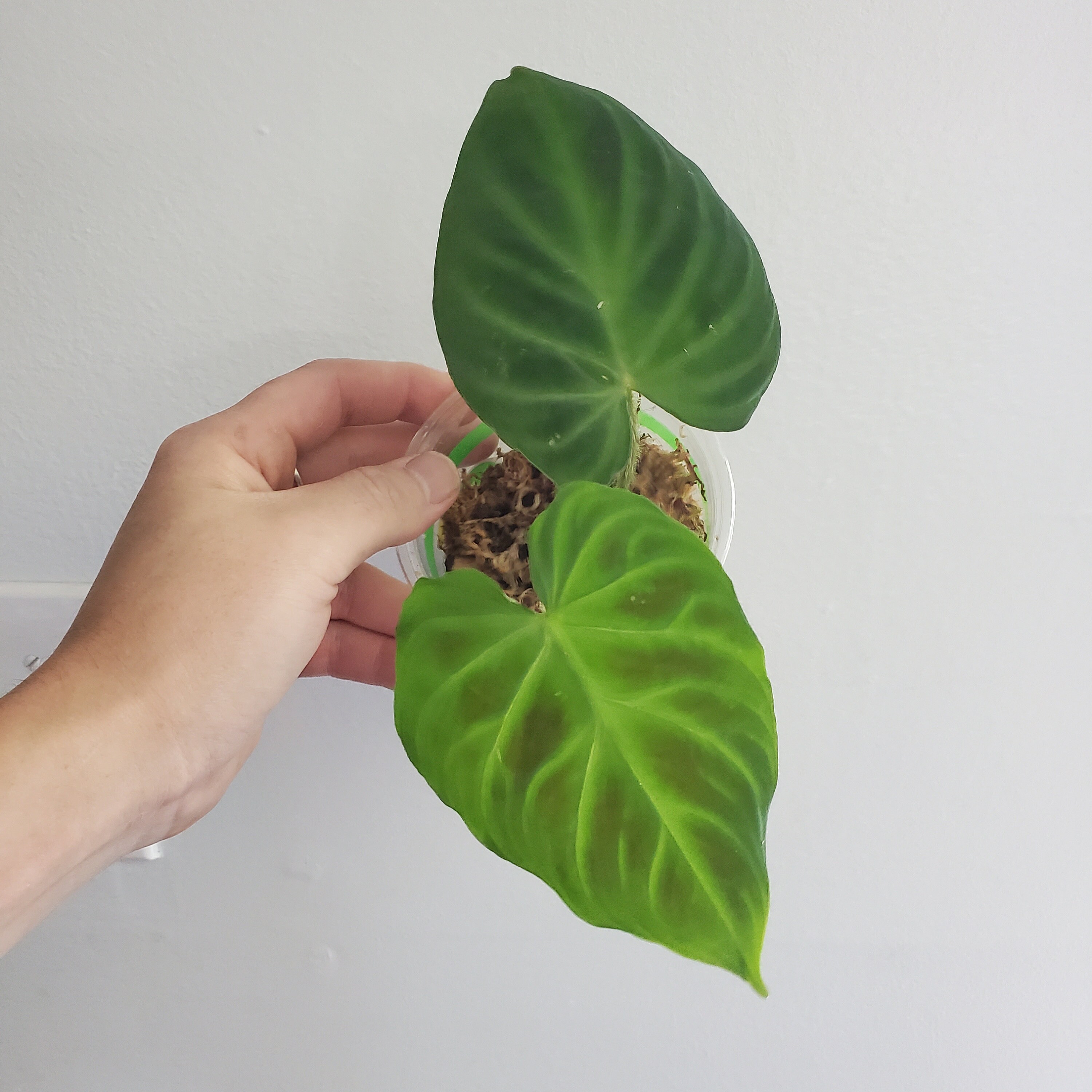 plant might Sensitive Plant For Sale  Logee's Plants
