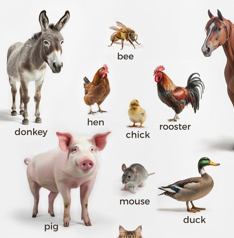 Interactive Farm Animals Wall Art - Montessori Learning Aid - Real Chickling, Sheep, and Goat Pics