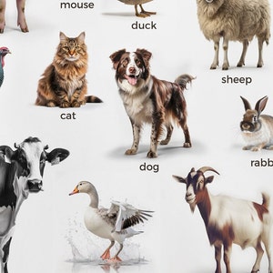 Engaging Montessori Farm Animals Poster - Realistic Duck, Turkey, Hen, and Rooster Images