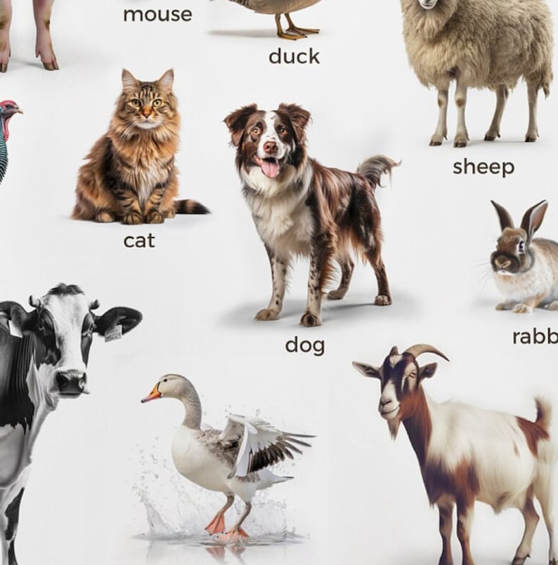 Engaging Montessori Farm Animals Poster - Realistic Duck, Turkey, Hen, and Rooster Images