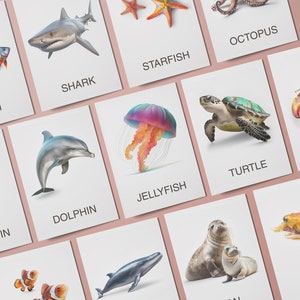 48 REAL ANIMALS Flashcards, Editable Card Bundle , Ocean Animal Photo, Montessori Flashcards, Printable School, Real Pictures Flash card PDF