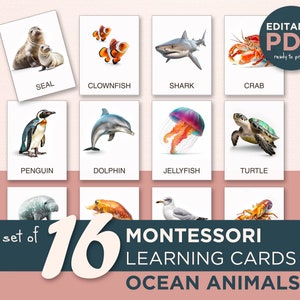 OCEAN ANIMALS, 16 Editable Montessori Cards, Real Pictures Flashcards PDF Printable Cards Preschool Sea Homeschool Sea Life Flash Cards