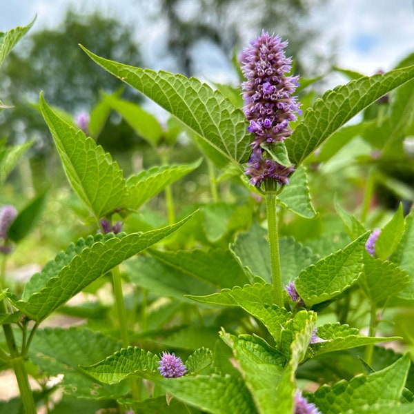 Dried Anise Hyssop - 1 oz. Agastache foeniculum