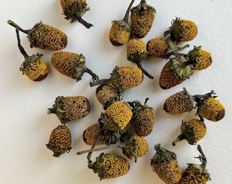 Organic Dried Spilanthes Flowers - Acmella oleracea - Bulk Herbs - Herbal Tea